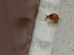 Celyphus difficilis