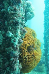 Steginoporella chartacea