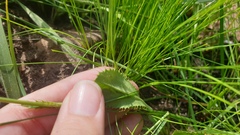 Alepidea