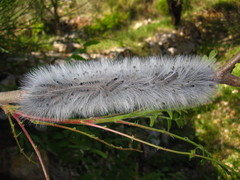 Thaumetopoea solitaria