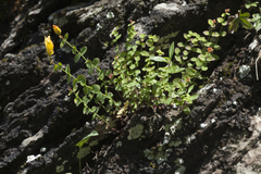 Hypericum nummularioides