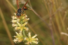 Polistes billardieri