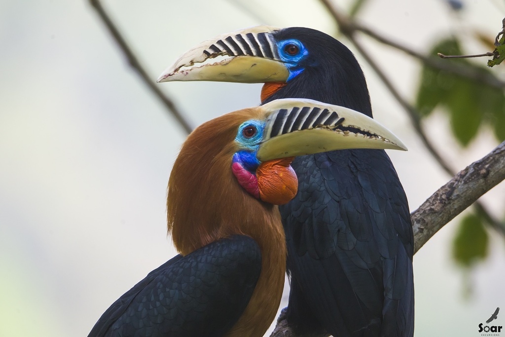 Rufous Hornbill (Buceros hydrocorax) photo