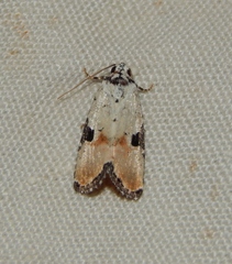 Hiccoda roseitincta