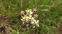 Asclepias flexuosa