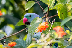 Psittacula columboides