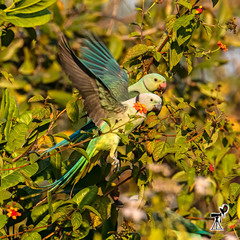 Psittacula columboides