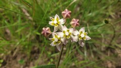 Asclepias flexuosa