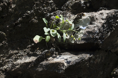 Omphalodes rupestris lojkae