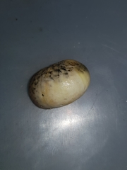 Nerita erythrostoma