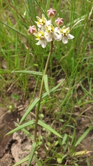 Asclepias flexuosa