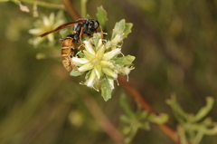 Polistes billardieri