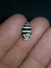 Engina zonalis