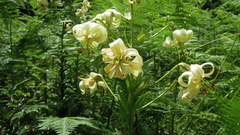 Lilium ledebourii