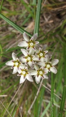 Asclepias flexuosa
