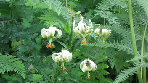 Ledebour's lily (Lilium ledebourii)