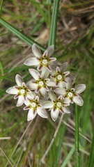 Asclepias flexuosa