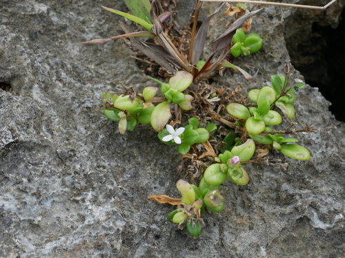 Leptopetalum strigulosum, photograph 4