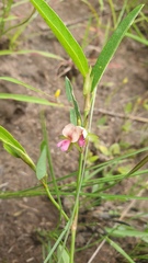 Alysicarpus glumaceus