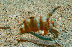 Iniistius aneitensis