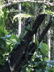Iguana iguana