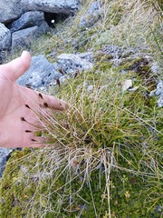 Carex cephalotes