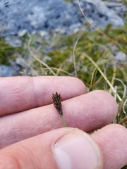 Carex cephalotes