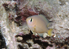 Pycnochromis atripes