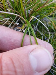 Carex cephalotes
