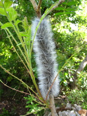 Thaumetopoea solitaria