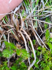 Carex cephalotes