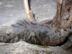 Thaumetopoea solitaria