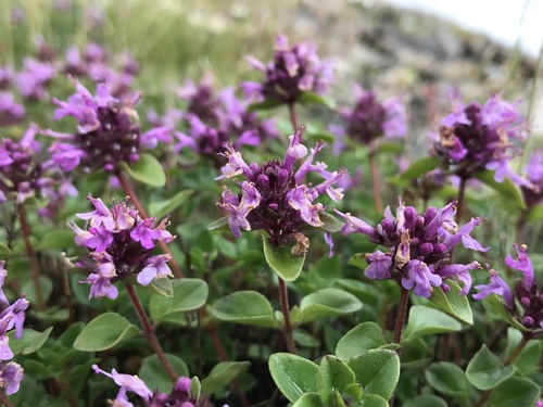 Thymus nummularius, photograph 4
