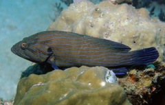 Cephalopholis formosa