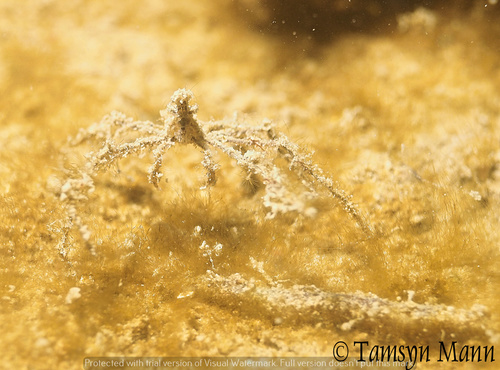 Long-legged Spider Crab, Torbay, UK, photo 7 of 10
