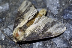 Hiradonta takaonis