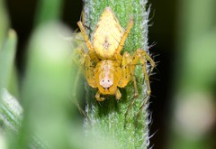 Oxyopes punctatus