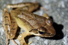 Rana ornativentris