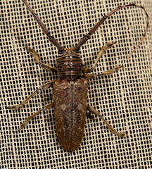 Prosopocera dejeani