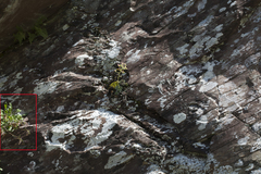 Campanula saxifraga