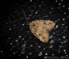 Tolpia conscitulana