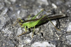 Xiphidiopsis subpunctata