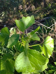 Hibiscus diversifolius diversifolius