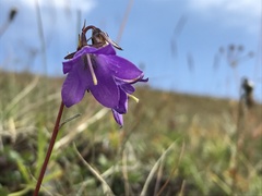 Campanula collina