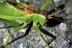 Hexacentrus hareyamai