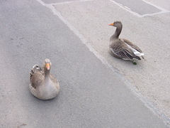 Anser anser