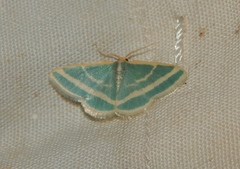 Mixocera frustratoria