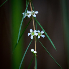 Baeckea linifolia