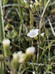 Cherleria circassica