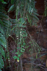 Baeckea linifolia